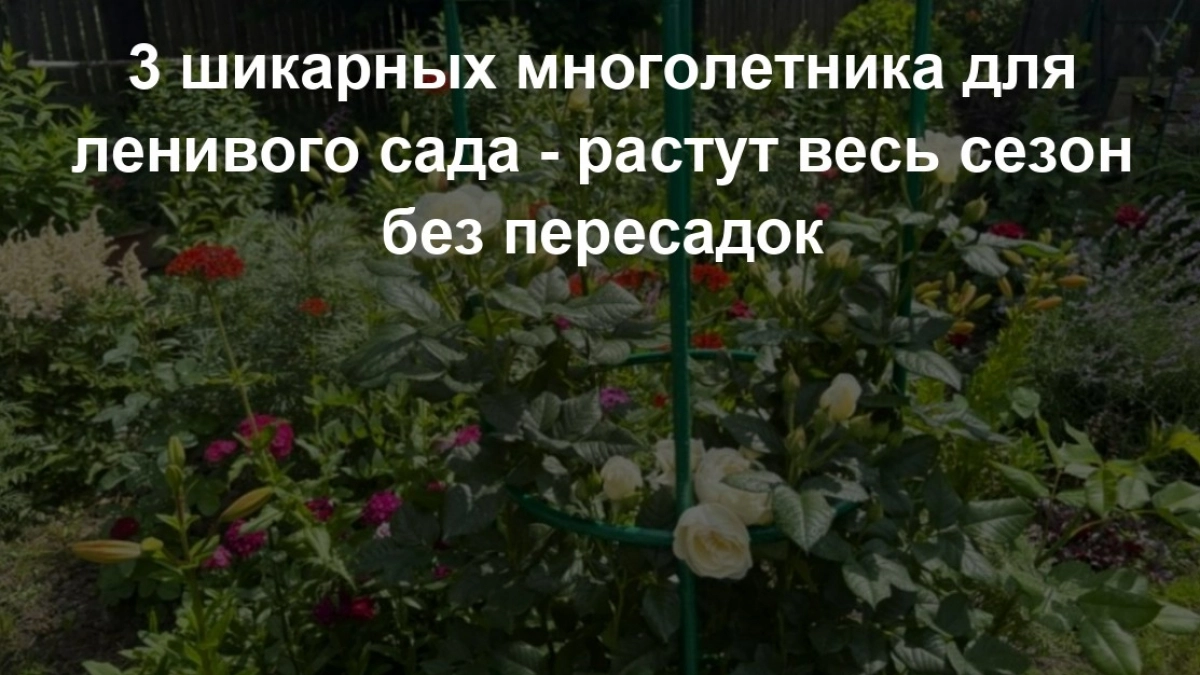 3 шикарных многолетника для ленивого сада - растут весь сезон без пересадок. Не хризантемы и не модные пионы
