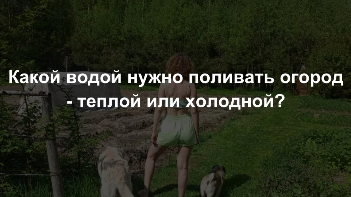 Какой водой нужно поливать огород - теплой или холодной? Передайте родным - и сами запомните раз и навсегда
