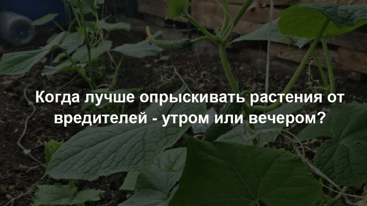 Когда лучше опрыскивать растения от вредителей - утром или вечером? Есть только один правильный ответ