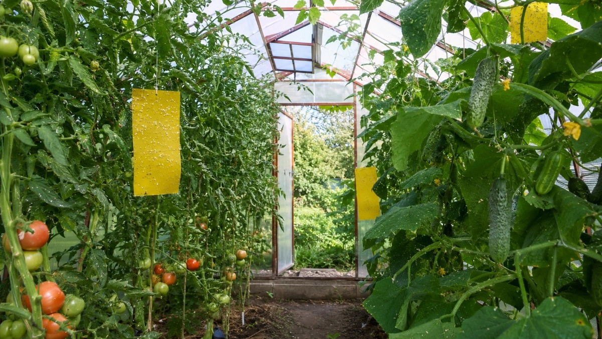 Белокрылка оккупировала теплицу: как спасти томаты и огурцы с помощью обычных клеевых ловушек и правильного проветривания