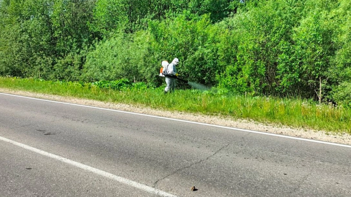 В Кирово-Чепецке начинается второй раунд ежегодной битвы с борщевиком
