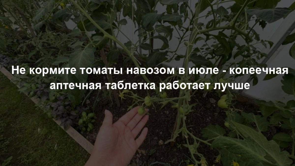 2 гр. на 10 л воды - и томаты перестают жировать, дают урожай по 5 кг с куста