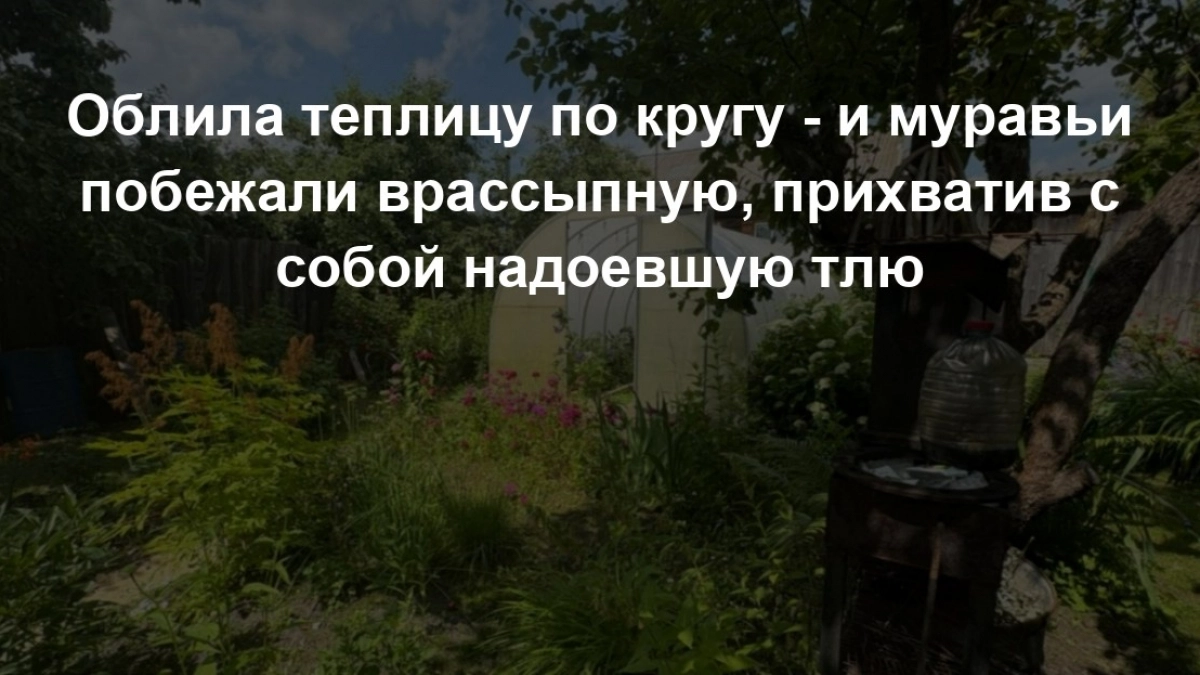 Облила теплицу по кругу - и муравьи побежали врассыпную, прихватив с собой надоевшую тлю: "чудо" из аптеки за копейки - работает мощно