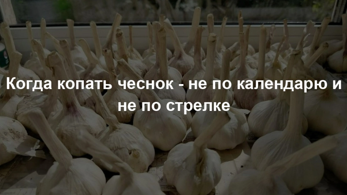 Перестала гадать, когда убирать чеснок: разрезаю головку - и все вижу с первого взгляда. Делюсь методом