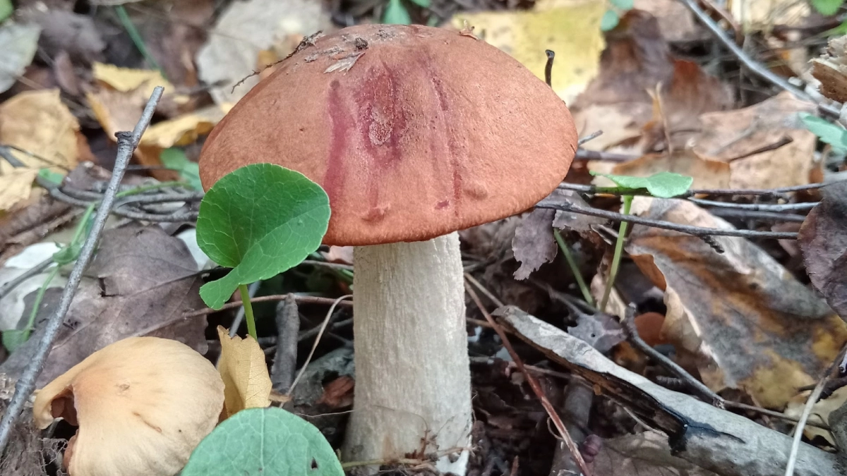 Сколько варить белые грибы и когда добавлять масло: правила, которые спасут блюдо от водянистого вкуса