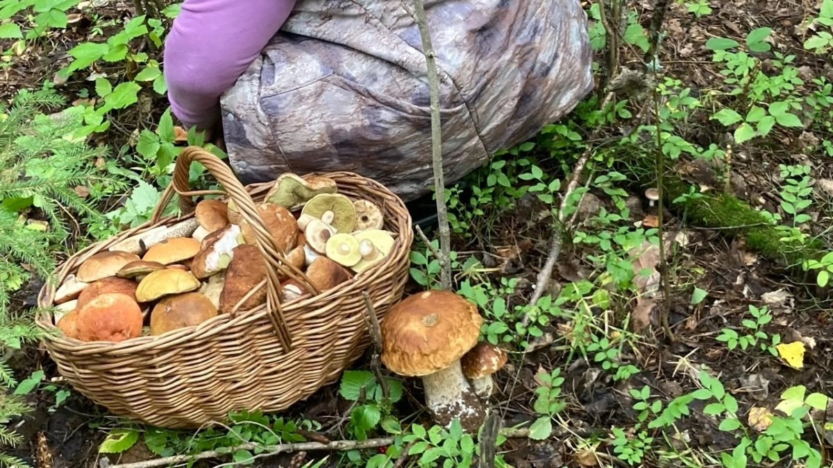 Грузди сами прячутся под ногами: где искать лесное богатство, чтобы вернуться с полной корзиной