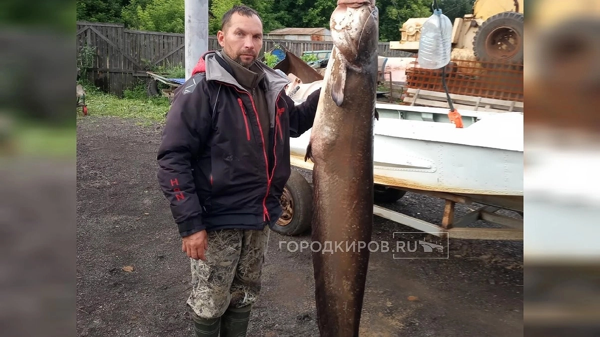 В каком районе области ловят 32-килограммовых сомов: кировский рыбак делится секретом