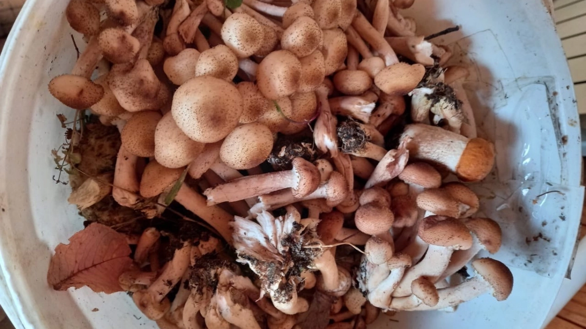 Не варите, не жарьте: 6 видов грибов, которые вкуснее и полезнее в сыром виде — тут полный список