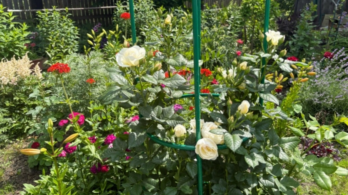 Можно ли вырастить куст роз из букета, купленного в магазине? Вот 4 шага - как сделать