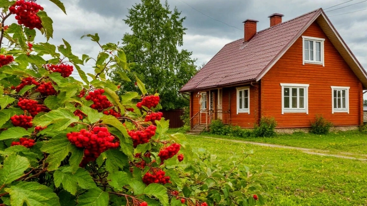 Можно ли верить приметам? Рассказываю о 4 деревьях, которые веками считались защитниками дома - не вырубайте их