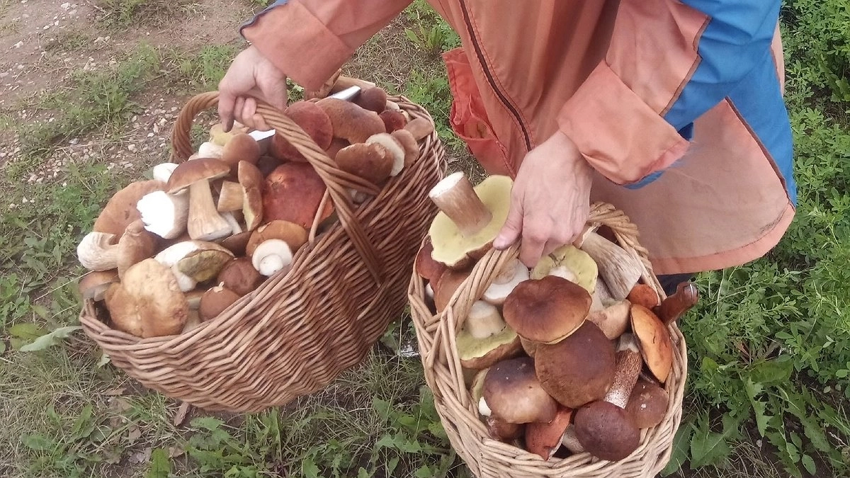После дождя сразу в лес не еду: вот на какой день начинается настоящая грибная волна