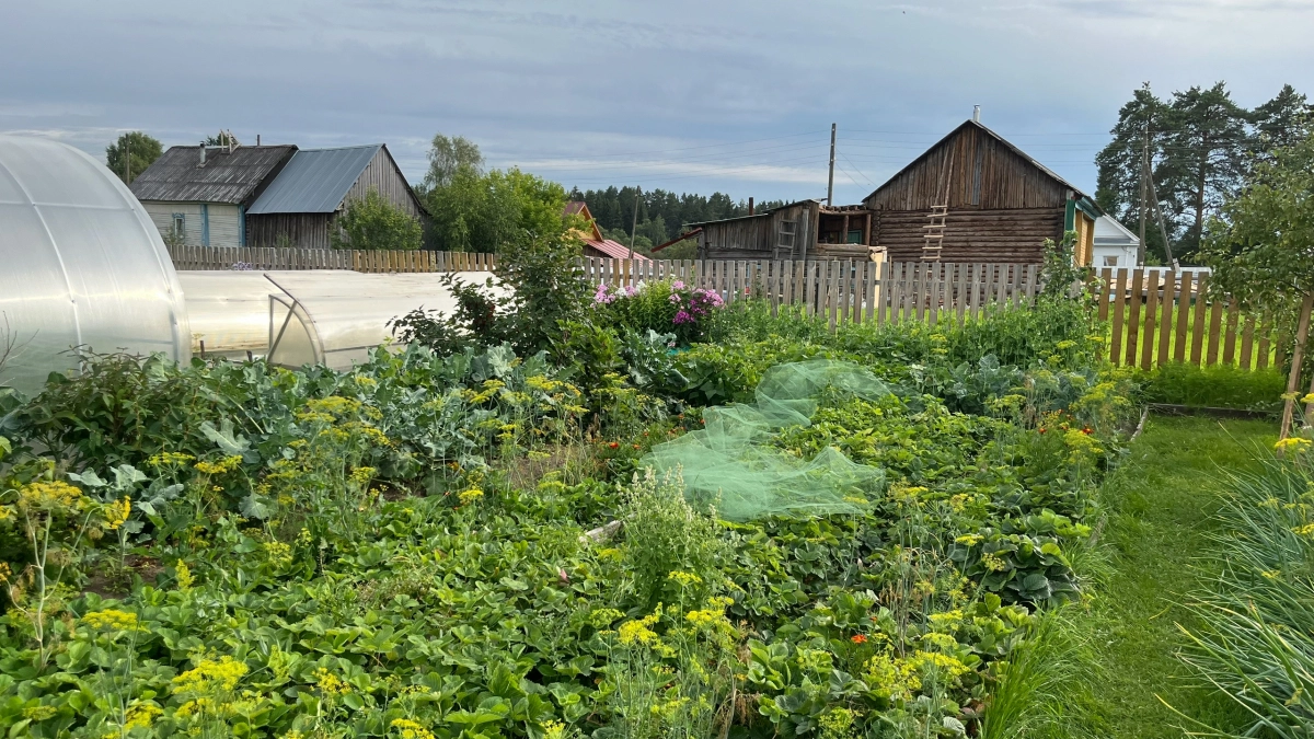 Сидераты под зиму — ловушка для огородников: 3 причины отказаться от этой затеи прямо сейчас