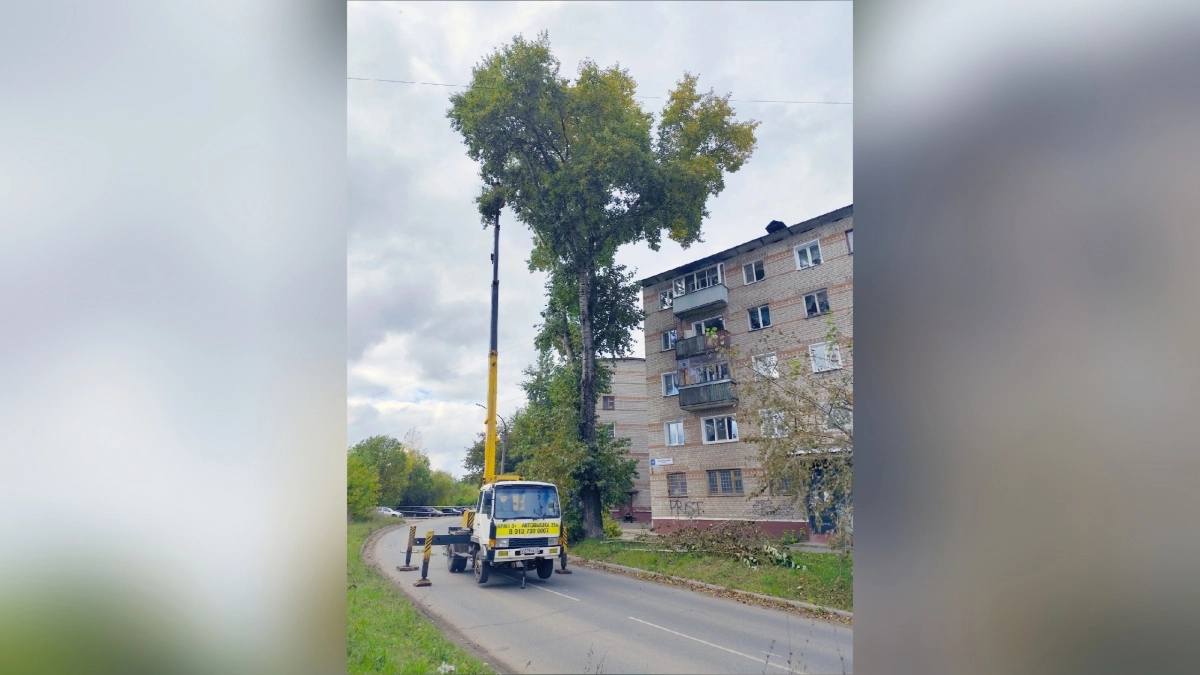 В Кирово-Чепецке на перекрытой улице сносят шесть тополей и два клена