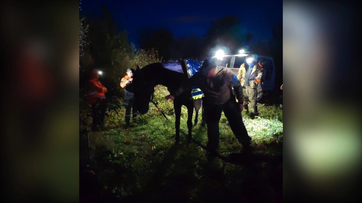 В Юрьянском районе волонтеры спасли лошадь, застрявшую в ручье
