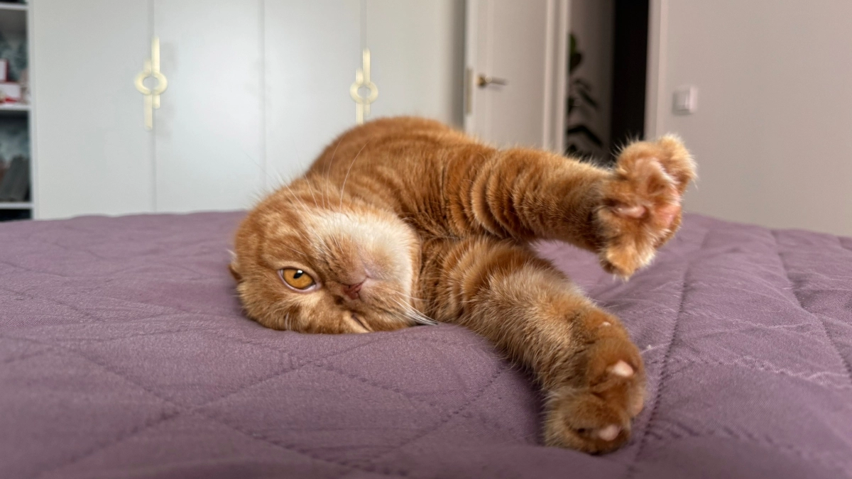 Кошка для маленькой квартиры: 5 пород, которые не шумят, не дерут мебель и не пахнут