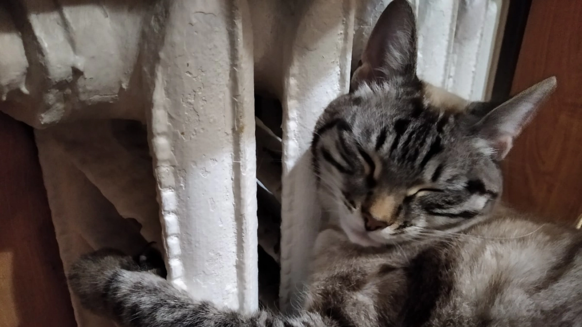 Ни дров, ни дыма, ни отдельной котельной: "умное" отопление, которое может стать главным трендом 2027 года