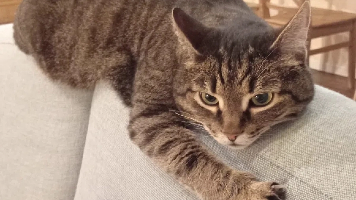 Кошка не забудет этого до конца жизни: 3 вещи, после которых она перестанет вам доверять