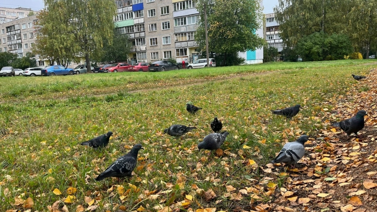 Октябрь шепчет, какой будет зима: приметы, по которым предки угадывали холода без синоптиков