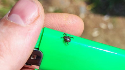 "Несколько месяцев ждем, чтобы сделать прививку": чепчане о проблеме вакцинации против клещевого энцефалита в ЦРБ