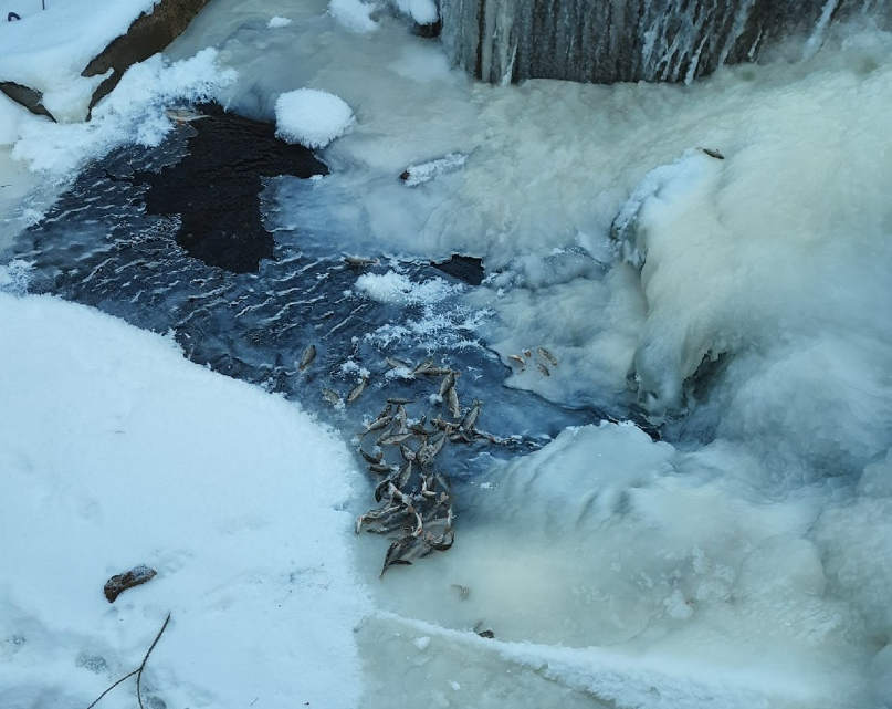 В водоемах в Чепецком районе погибла рыба