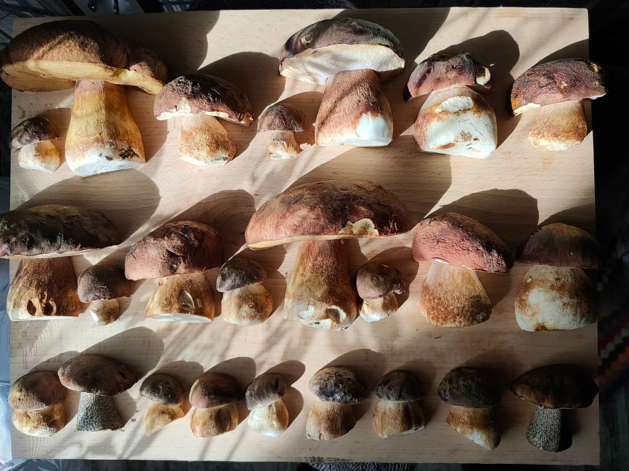 Чепецкие грибники радуются богатому урожаю: подборка фото