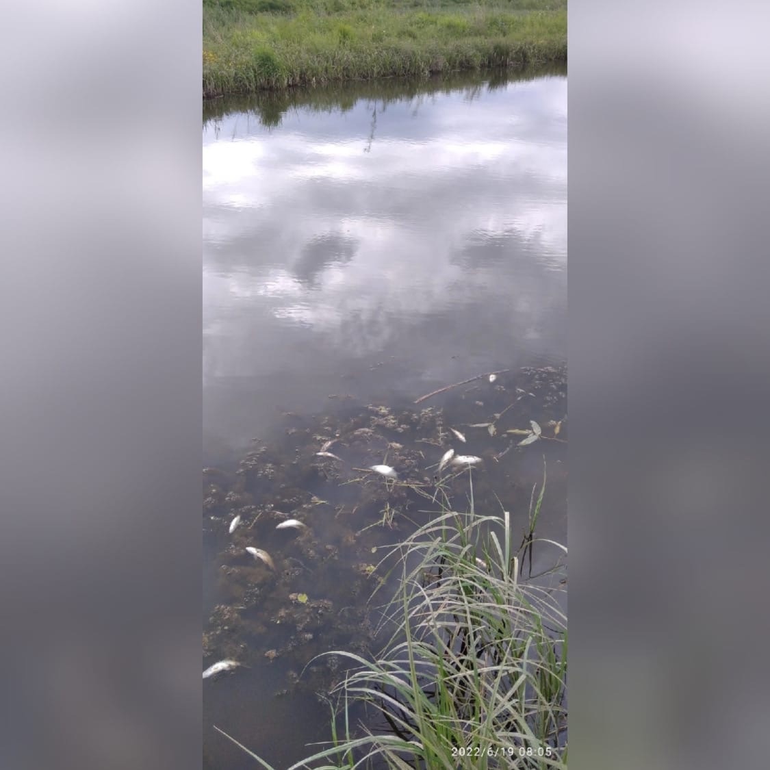 В пруду Кирово-Чепецкого района погибла рыба