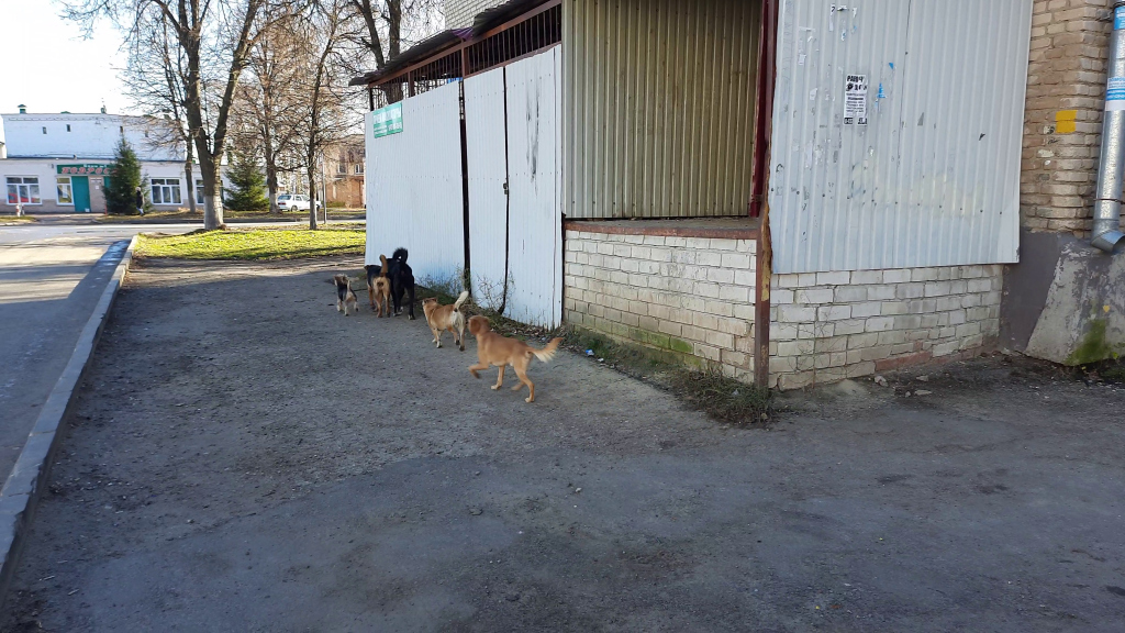Услышал крики: в Чепецком районе полицейский спас женщину с детьми от стаи собак