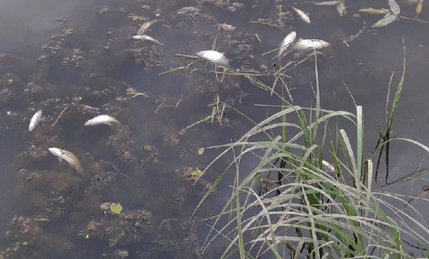 Специалисты проверили участок реки в Кирово-Чепецком районе, где гибнет рыба