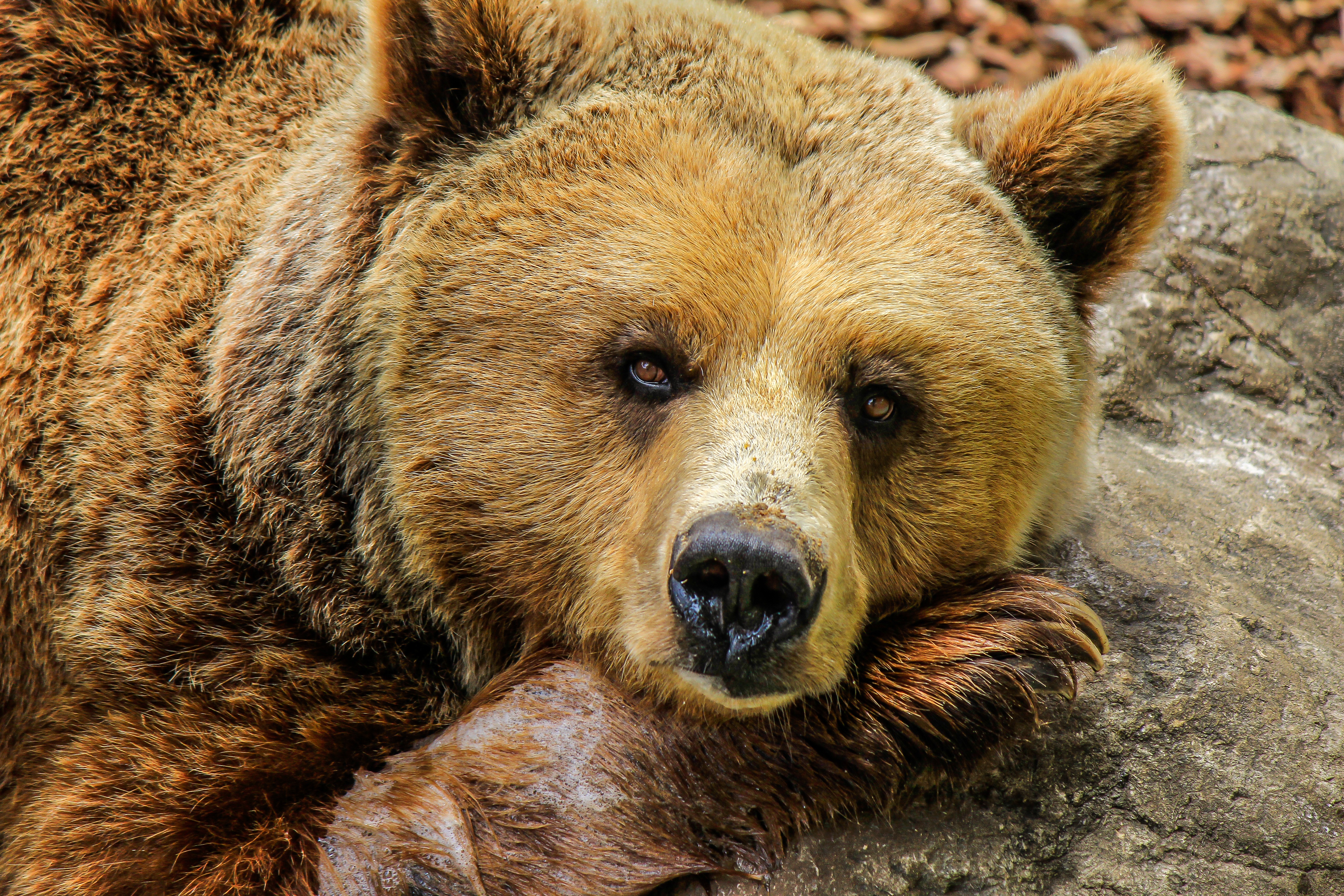 1333 медведя погибнут от рук охотников в лесах Кировской области
