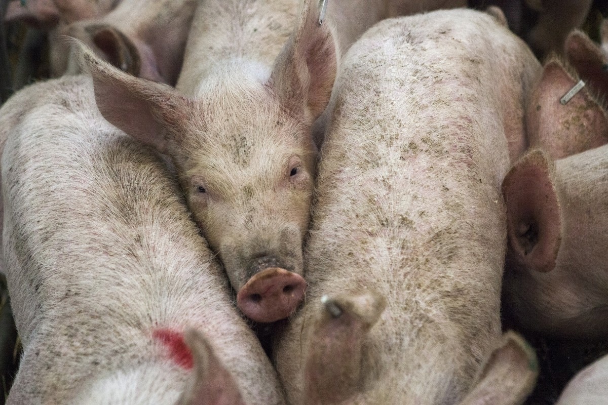 Свиная чума обнаружена на границе с Кировской областью: каков шанс заразиться 
