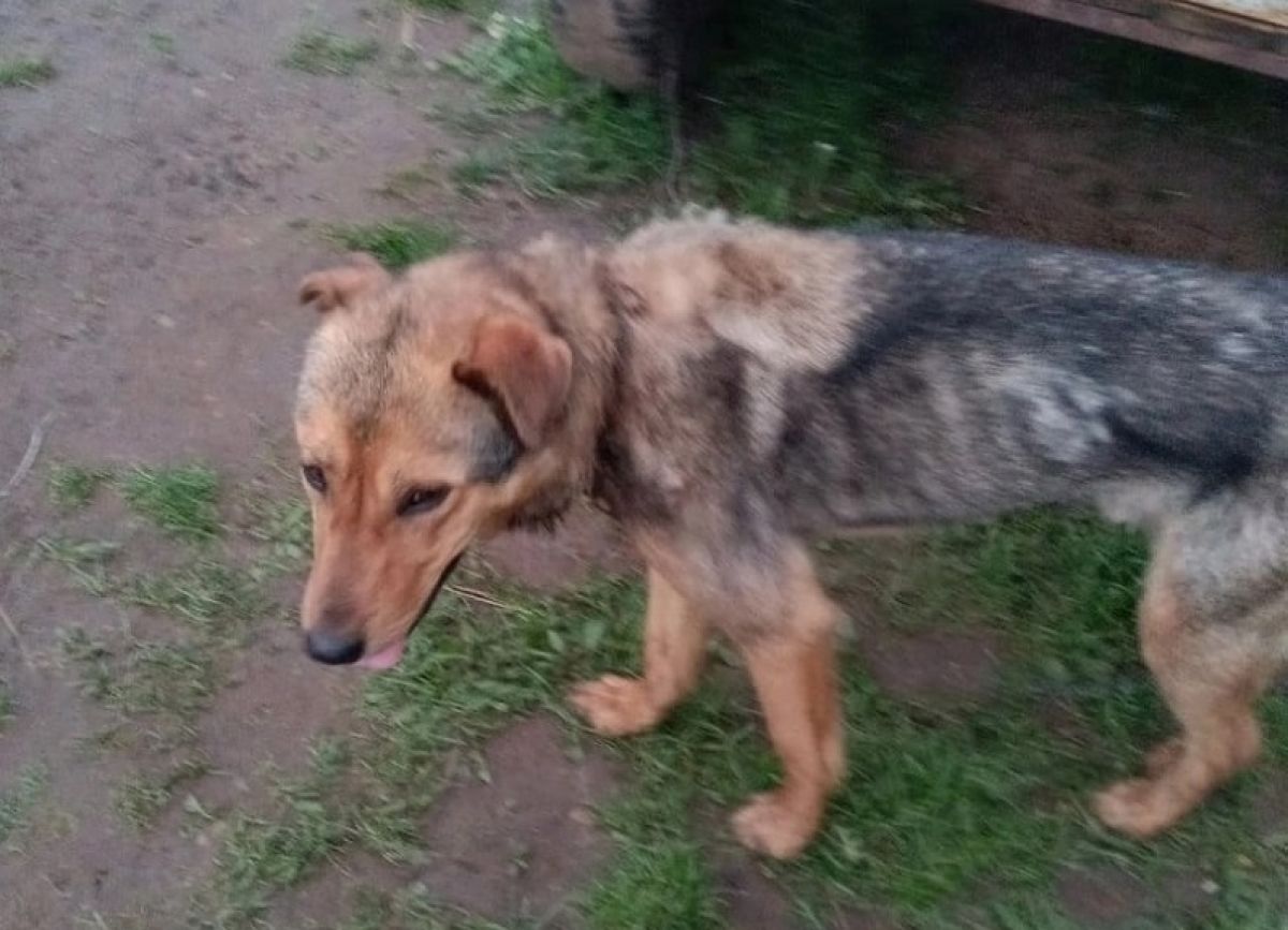 В Кировской области спасли собаку с вросшей в шею цепью