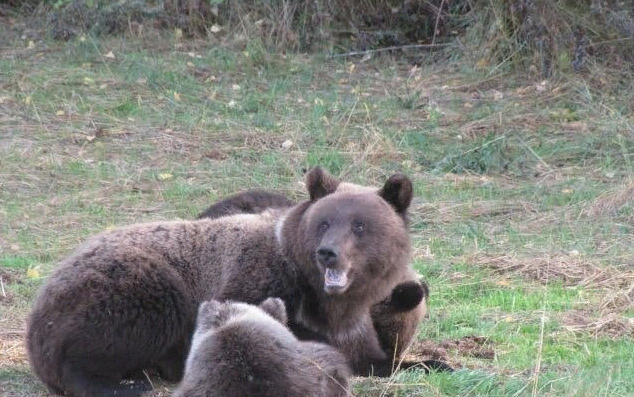 Рваные раны лица и рук: в Кировской области на мужчину напал медведь