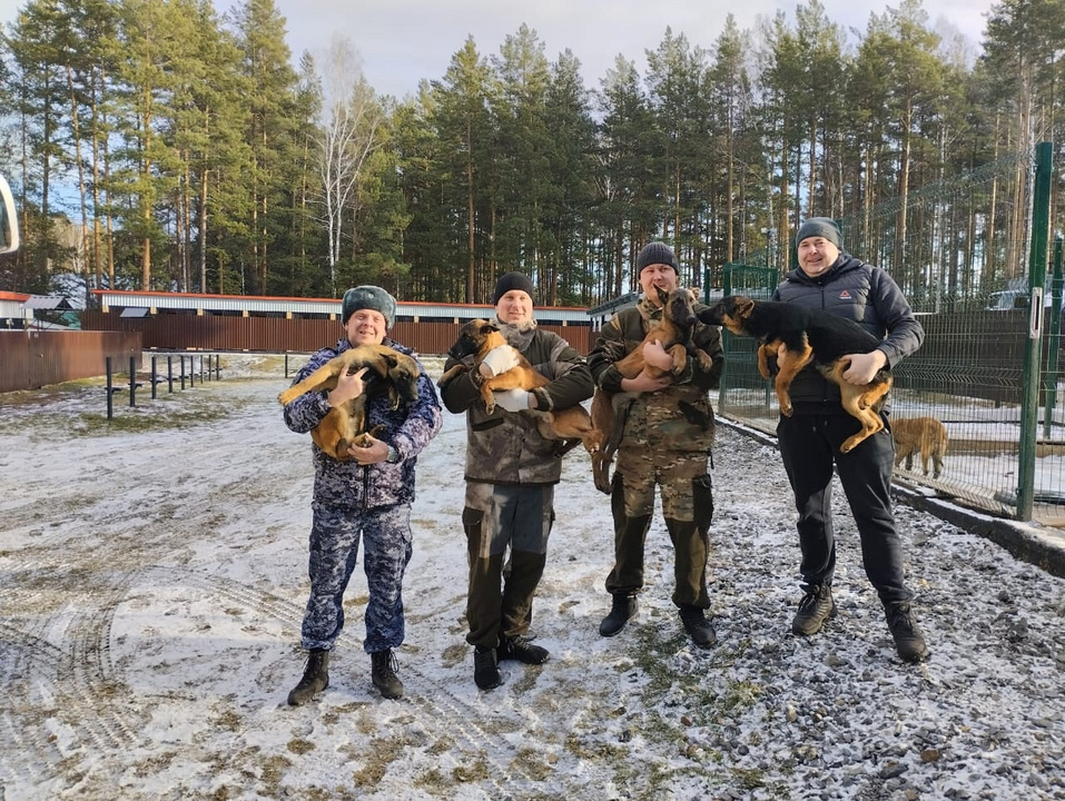 Для спецслужб Кировской области привезут 10 специально обученных щенков