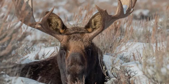 Охотник из Кировской области заплатит крупный штраф за убийство лося