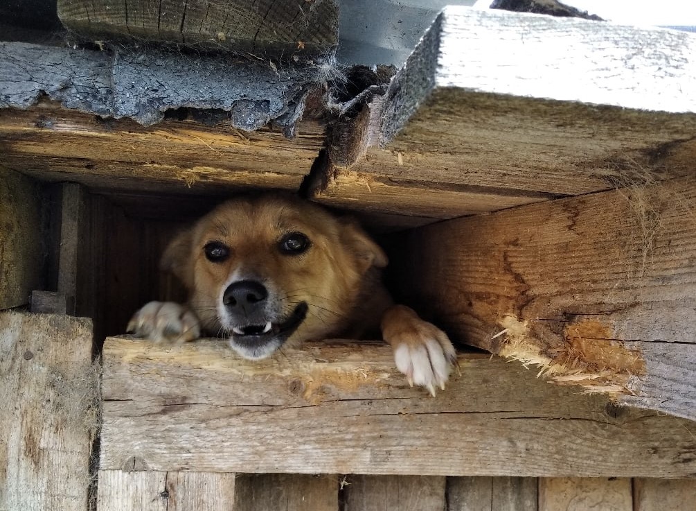 В Кировской области у администрации отсудили 15 тысяч из-за укушенного собакой ребенка