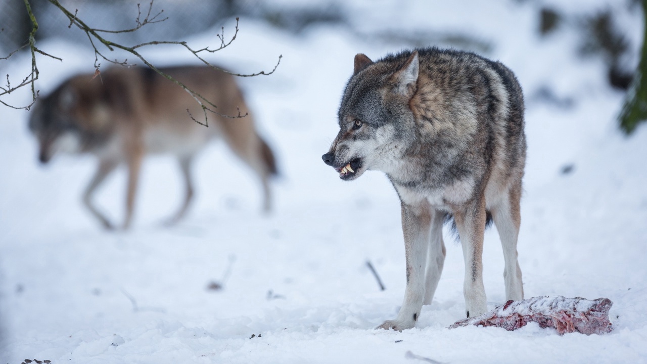 В Кировской области охотникам платят на добычу волков