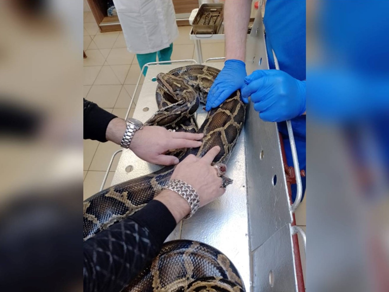 Ветеринары вылечили питона, который заболел на гастролях в Кировской области