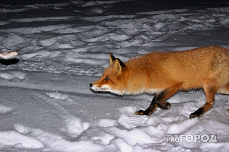 В Кировской области выявили случай бешенства у лисицы