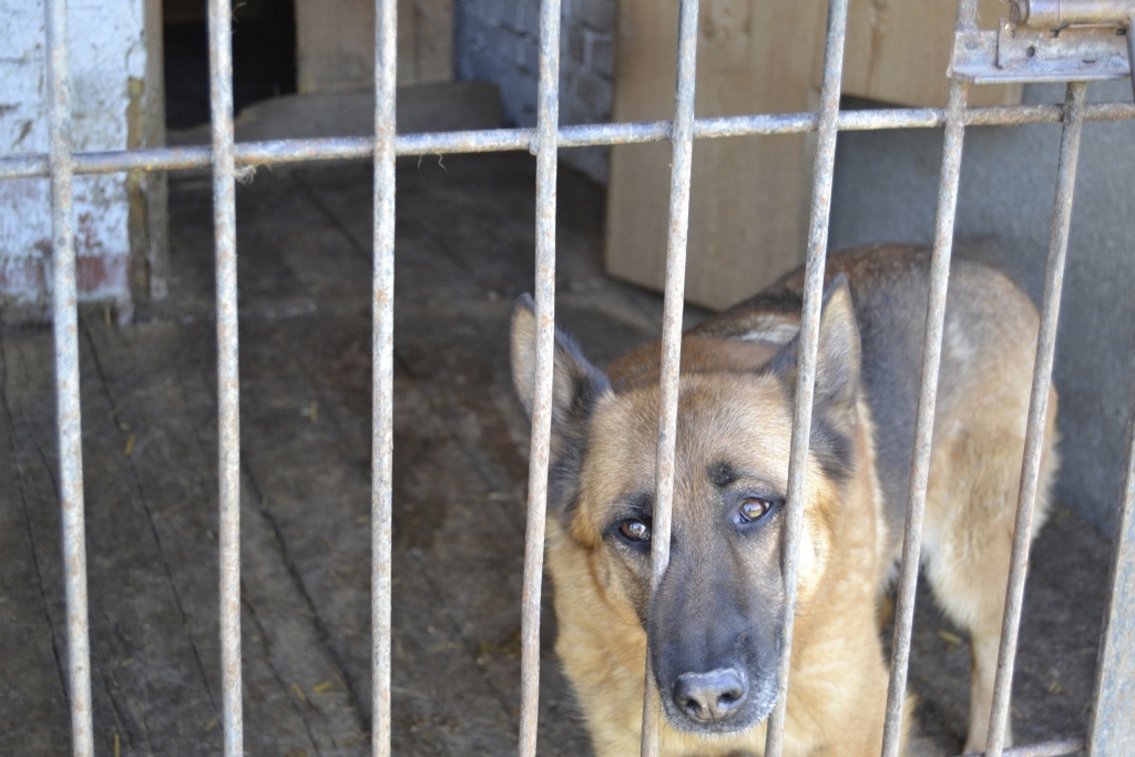 На проект приюта для животных в Кирово-Чепецком районе потратят 8 миллионов рублей