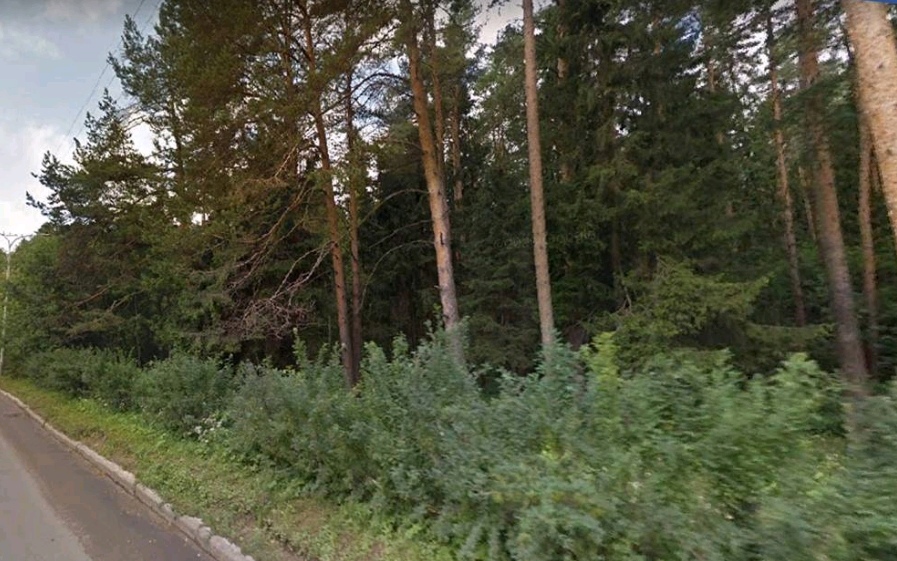 В Кирово-Чепецке в Комсомольском парке пройдет вырубка деревьев 