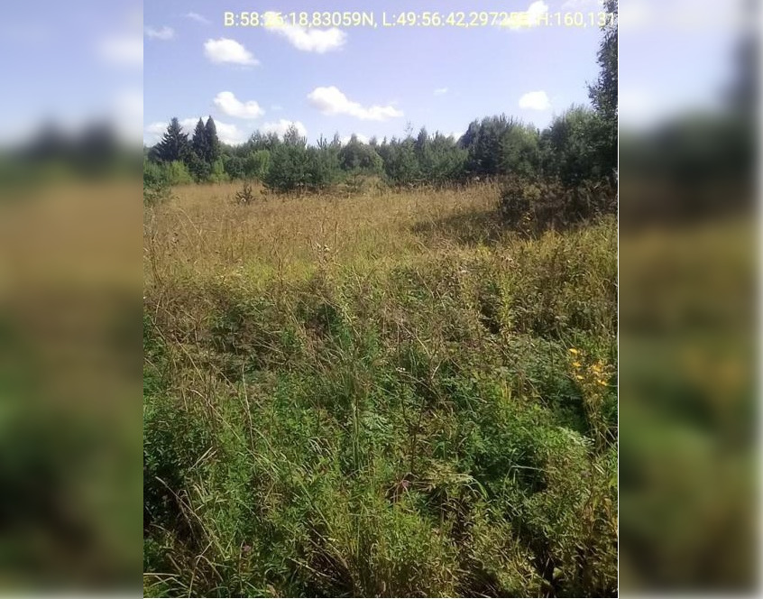 Хозяйку земель в Кирово-Чепецком районе наказали за борщевик на участке