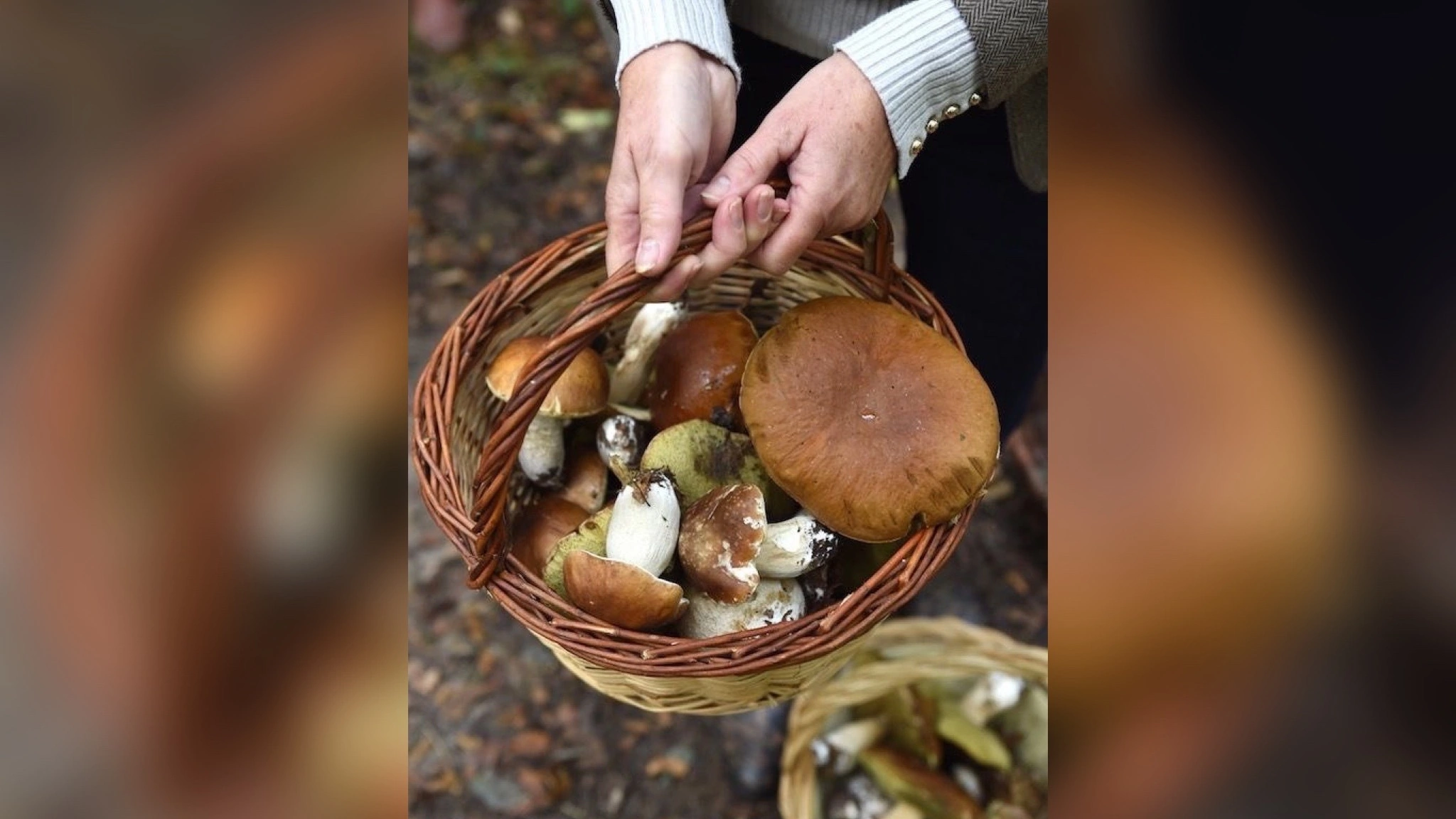 Жителей Кировской области приглашают на грибной фестиваль 