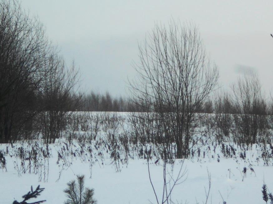 В Кирово-Чепецком районе обнаружили 27 гектаров заросших сорняками сельскохозяйственных участков