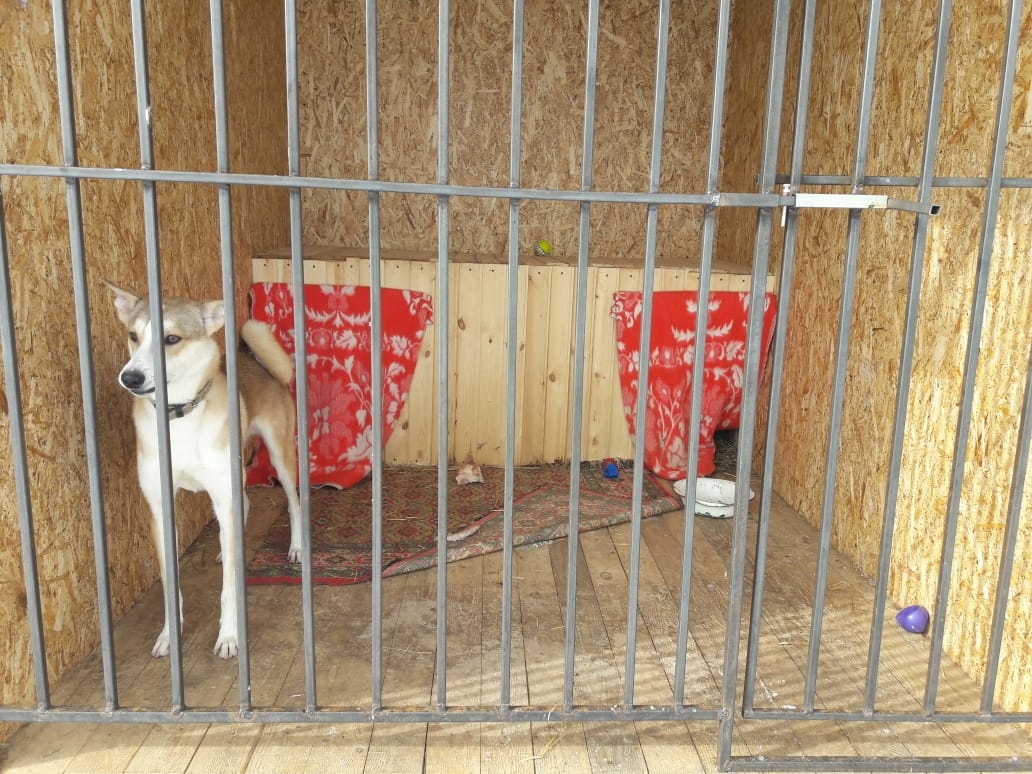 Приют или клетка: известна судьба избитого хозяином чепецкого пса по кличке Байкал