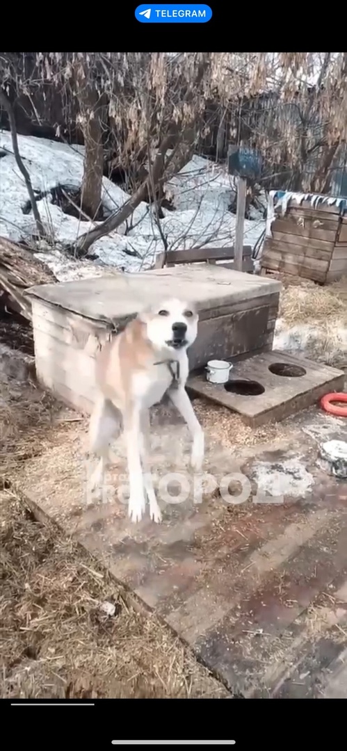 "Желающих взять нет": пес Байкал, которого забрали у живодера в Кирово-Чепецке, оказался в приюте
