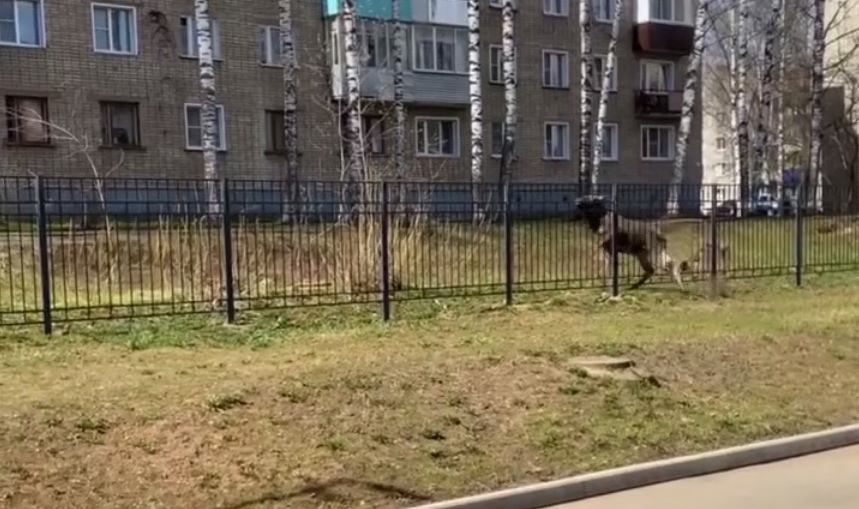 В Кирово-Чепецке на территорию школы №7 забежал лось и проломил ограждение
