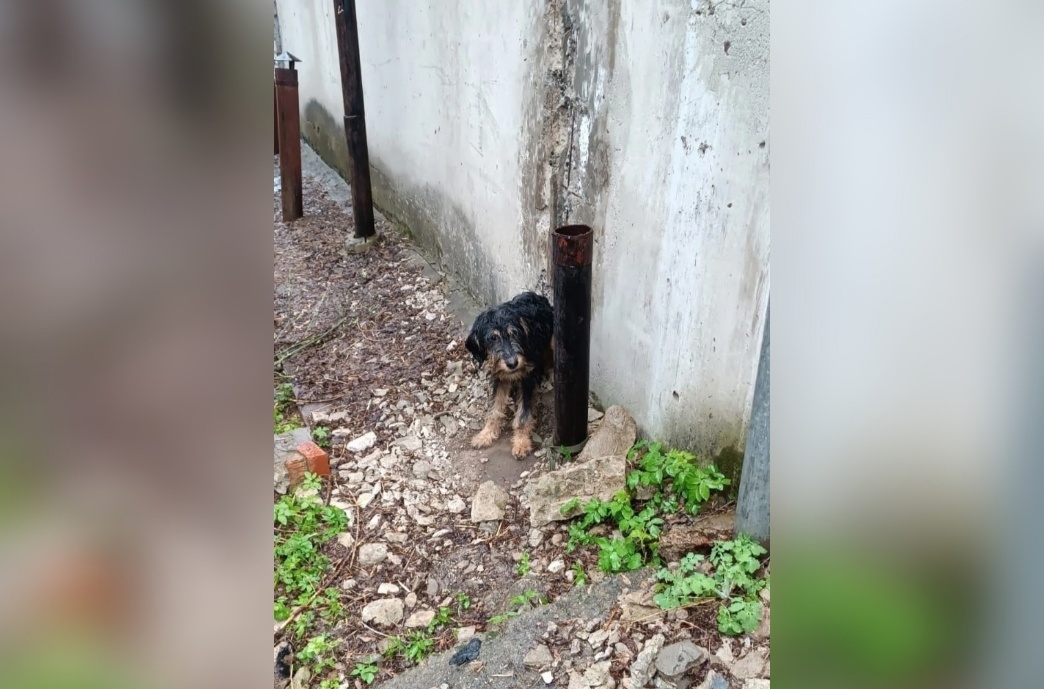 Кирово-чепецкий пес, которого дважды пытались умертвить, нашел нового хозяина