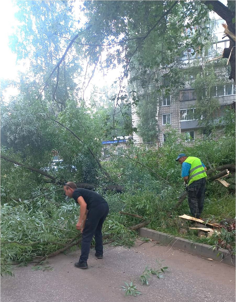 Снос аварийных деревьев в Кирово-Чепецке продолжается