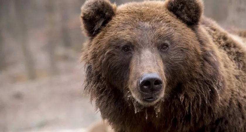 В Кировской области медведь чуть не напал на грибников, бродящих по лесу