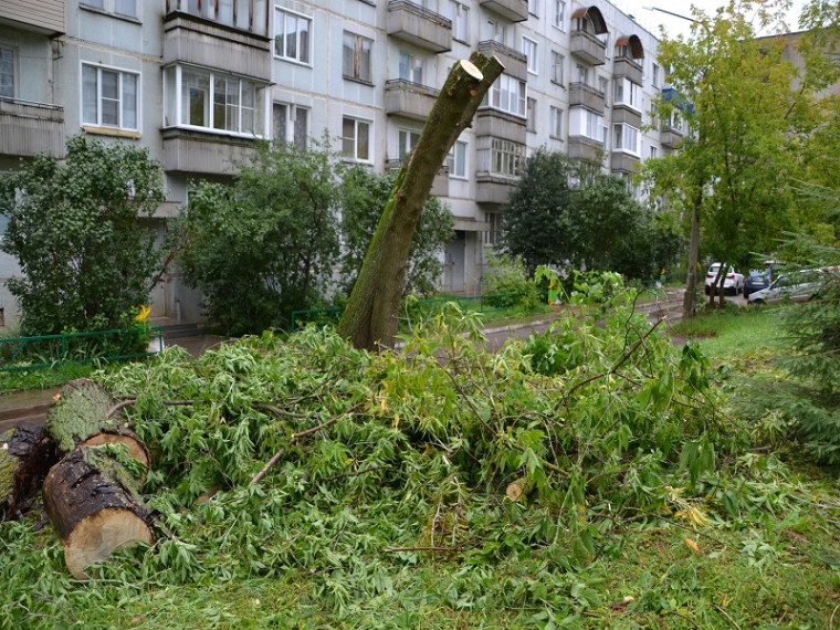 "В городе есть другие проблемы": чепчане жалуются, что администрация только срубает здоровые деревья